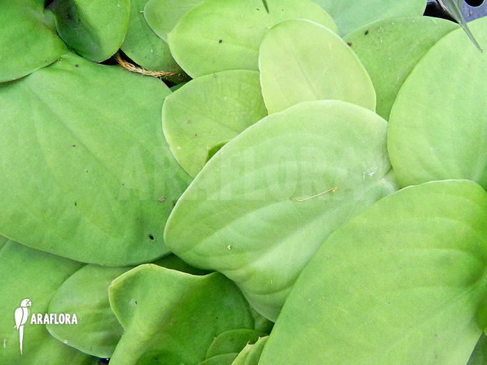 Rhaphidophora celatocaulis &lsquo;Large species&rsquo;