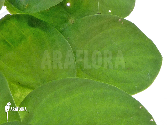 Rhaphidophora celatocaulis &lsquo;Large species&rsquo;