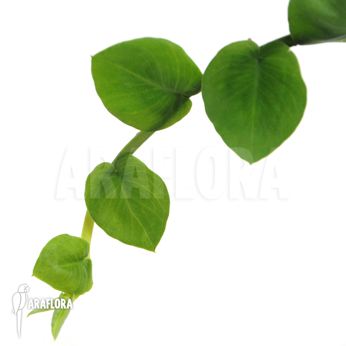 Rhaphidophora celatocaulis &lsquo;Small species&rsquo;