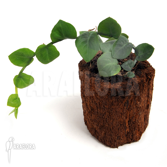 Rhaphidophora celatocaulis &lsquo;Small species&rsquo;