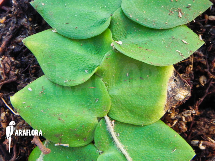 Rhaphidophora celatocaulis &lsquo;Small species&rsquo;