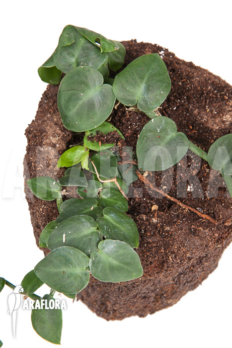 Rhaphidophora celatocaulis &lsquo;Small species&rsquo; &lsquo;L&rsquo;