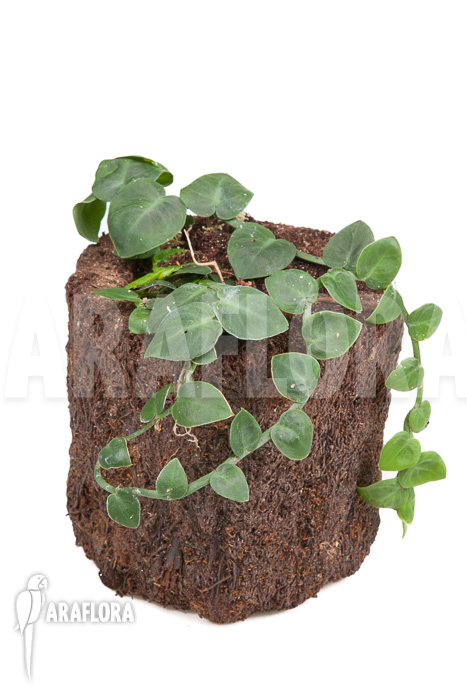 Rhaphidophora celatocaulis &lsquo;Small species&rsquo; &lsquo;L&rsquo;