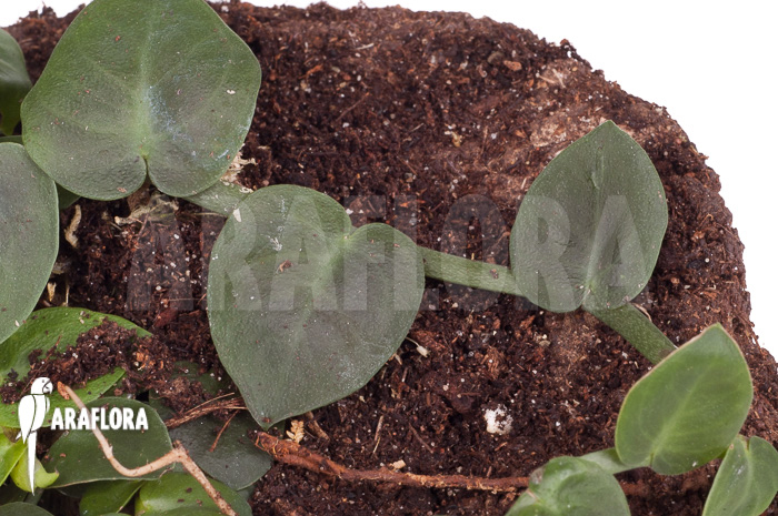 Rhaphidophora celatocaulis &lsquo;Small species&rsquo; &lsquo;L&rsquo;