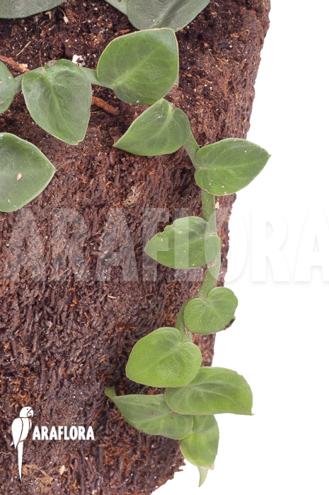 Rhaphidophora celatocaulis &lsquo;Small species&rsquo; &lsquo;L&rsquo;