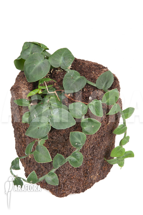 Rhaphidophora celatocaulis &lsquo;Small species&rsquo; &lsquo;L&rsquo;