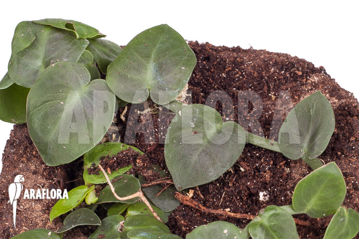 Rhaphidophora celatocaulis &lsquo;Small species&rsquo; &lsquo;L&rsquo;