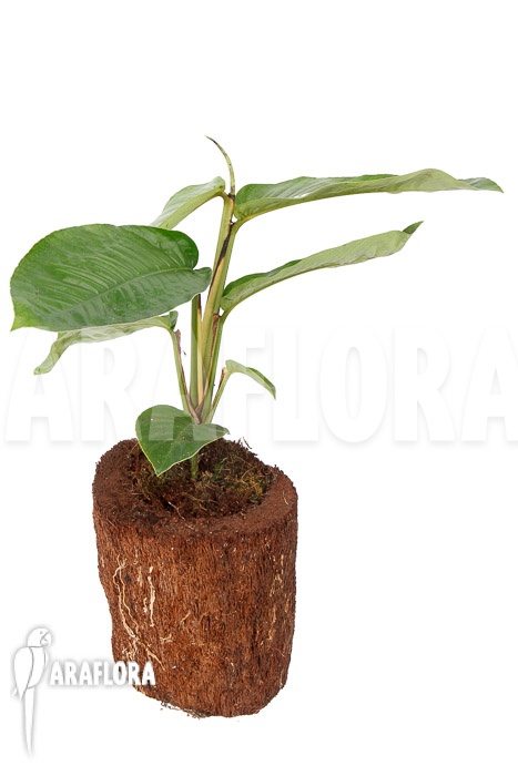 Rhaphidophora foraminifera