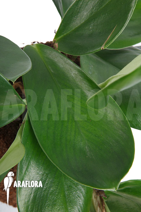 Rhaphidophora hongkongensis