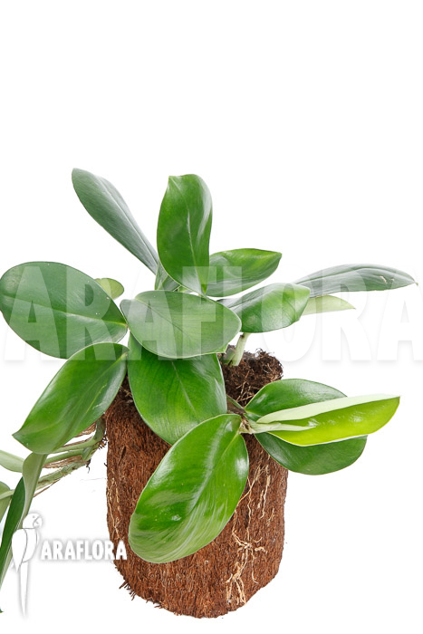 Rhaphidophora hongkongensis