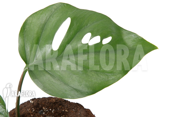 Rhaphidophora pertusa