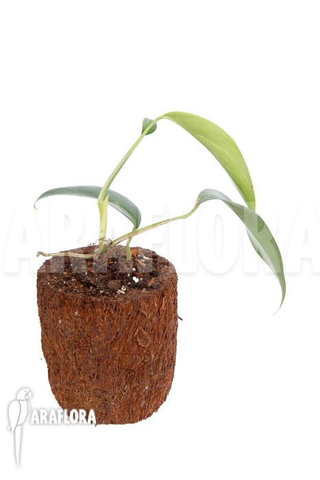 Rhaphidophora sp Malaysia