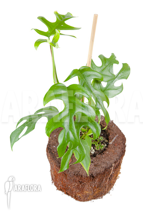 Rhaphidophora tetrasperma &lsquo;M&rsquo;