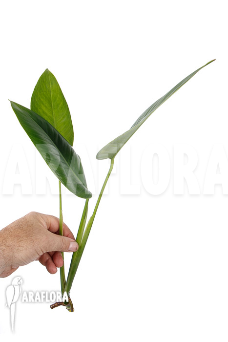 Rhodospatha latifolia &lsquo;rooted cutting&rsquo;