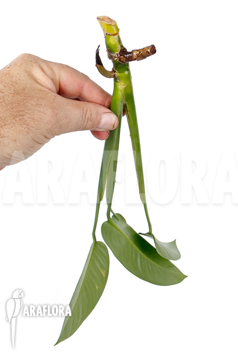 Rhodospatha latifolia &lsquo;rooted cutting&rsquo;