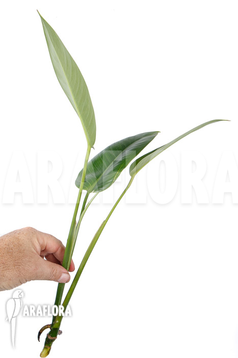 Rhodospatha latifolia &lsquo;rooted cutting&rsquo;