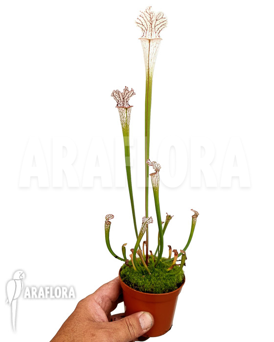 Sarracenia leucophylla &lsquo;Red Line&rsquo;