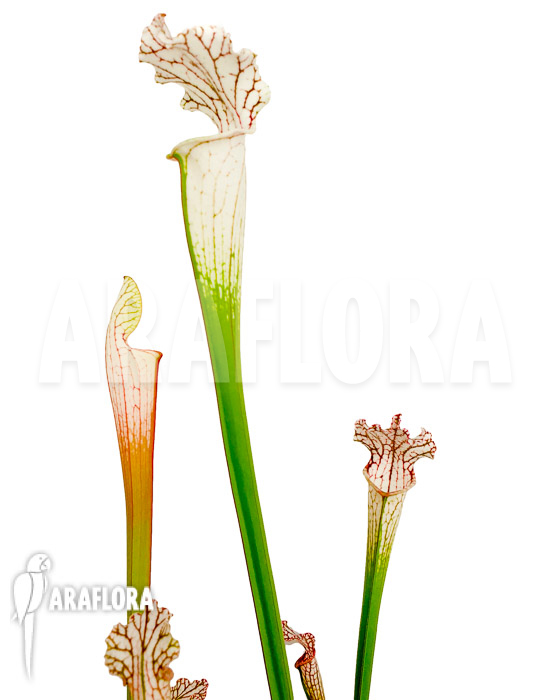 Sarracenia leucophylla &lsquo;Red Line&rsquo;