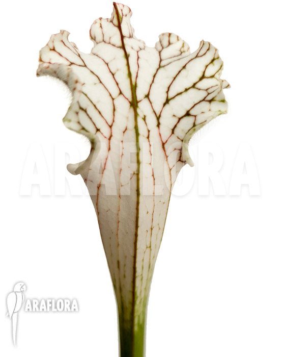 Sarracenia leucophylla &lsquo;Red Line&rsquo;