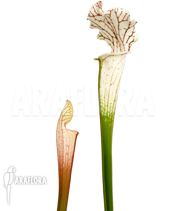 Sarracenia leucophylla &lsquo;Red Line&rsquo;
