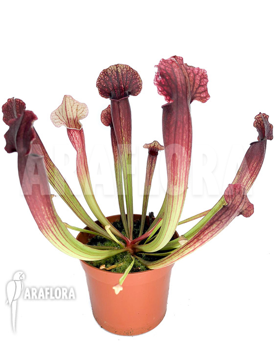 Sarracenia x Thomas &lsquo;S&rsquo;