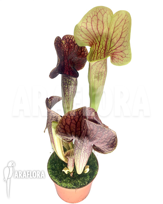 Sarracenia x Thomas &lsquo;S&rsquo;