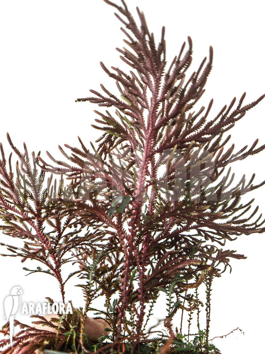 Selaginella erythropus