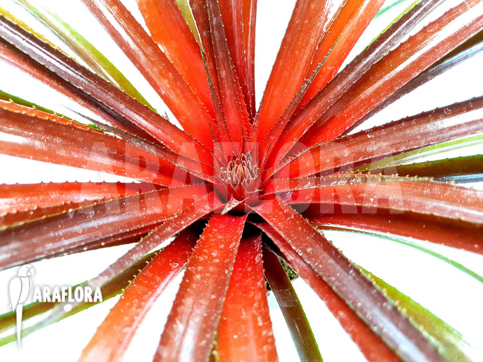 Sincorea burgundy hill