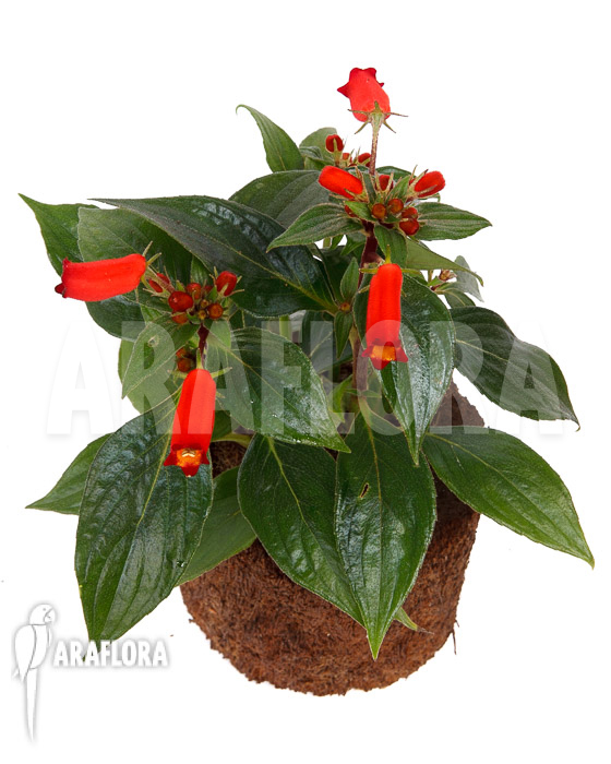 Sinningia sylvatica &lsquo;Seemannia&rsquo;