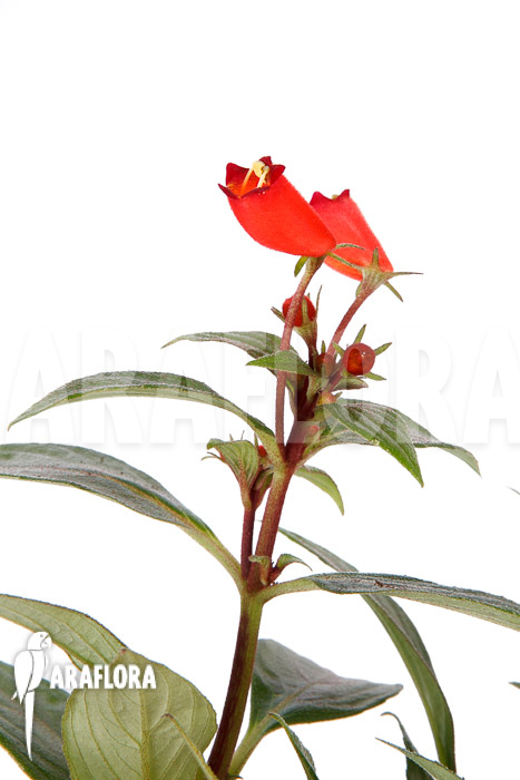 Sinningia sylvatica &lsquo;Seemannia&rsquo;