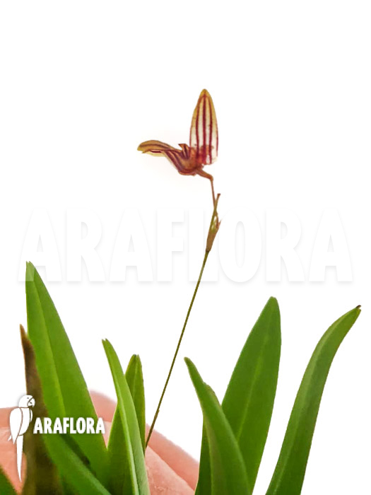 Specklinia brighamii