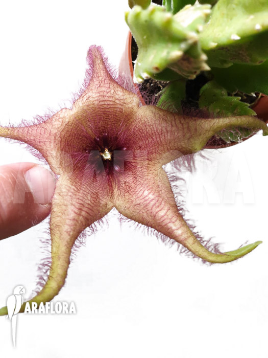 Stapelia gigantea