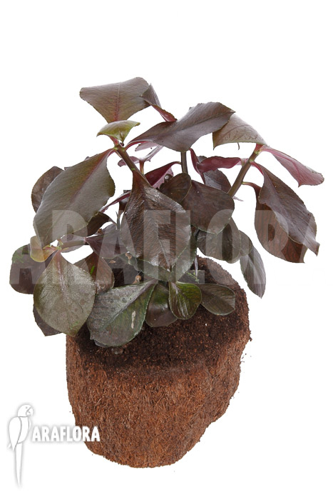 Synadenium grantii &lsquo;rubra&rsquo;