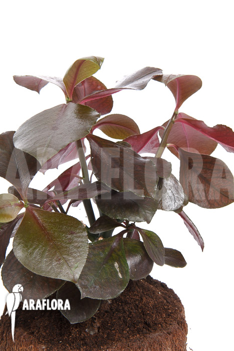 Synadenium grantii &lsquo;rubra&rsquo;