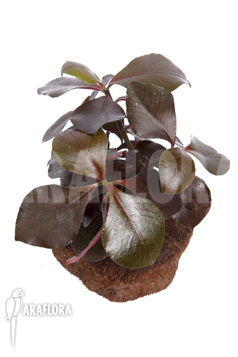 Synadenium grantii &lsquo;rubra&rsquo;