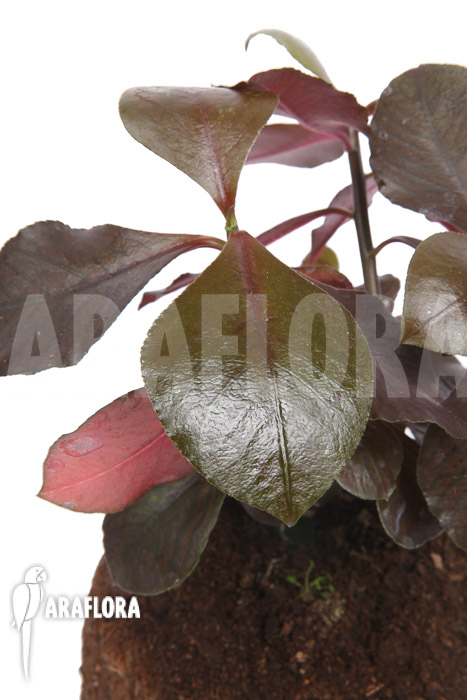 Synadenium grantii &lsquo;rubra&rsquo;