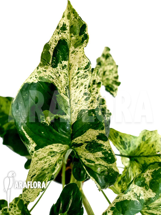 Syngonium &lsquo;mottled mojito&rsquo;
