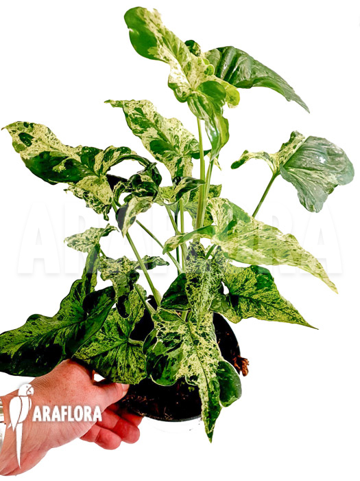 Syngonium &lsquo;mottled mojito&rsquo;