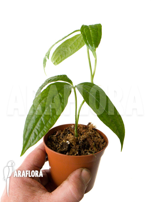 Syngonium sp &lsquo;island Colon&rsquo;