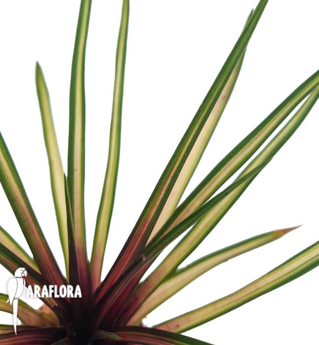 Tillandsia cyanea variagated3