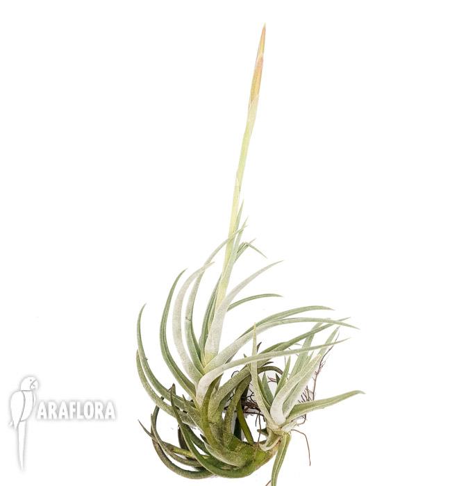 Tillandsia glabrior3