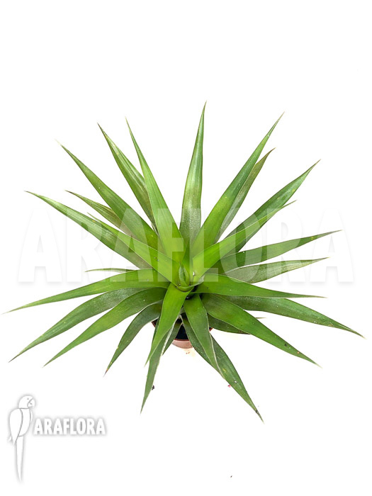 Tillandsia oerstediana &lsquo;Starter&rsquo;