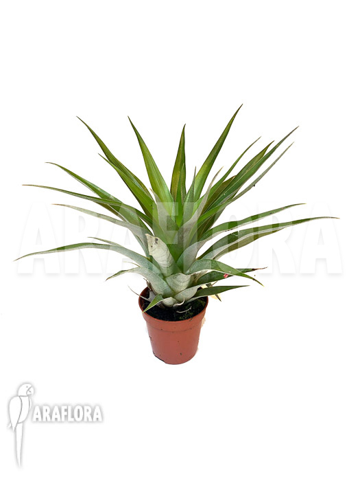 Tillandsia oerstediana &lsquo;Starter&rsquo;
