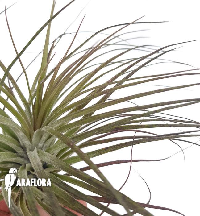 Tillandsia stricta &lsquo;silver&rsquo; 3