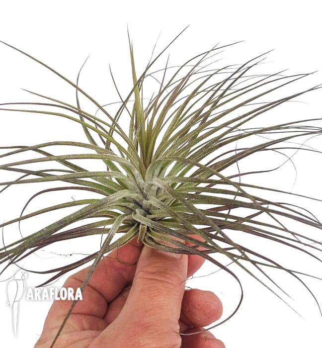 Tillandsia stricta &lsquo;silver&rsquo; 4