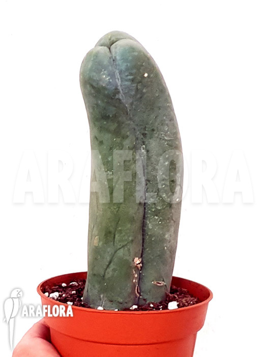 Trichocereus bridgesii forma mostruosa &lsquo;inermis&rsquo;