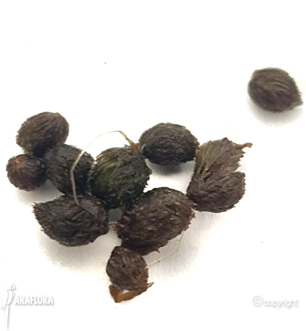 Utricularia australis gemmae-2