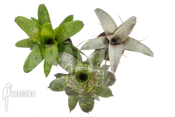 Vriesea package 3 species