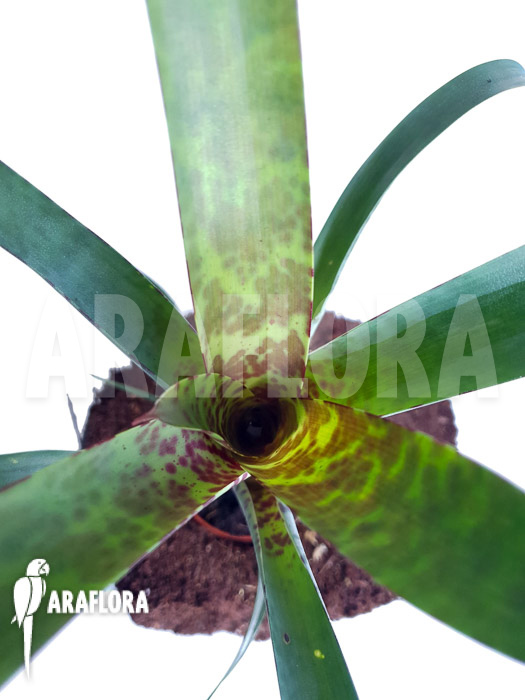 Vriesea pardalina &lsquo;Lacy&rsquo;