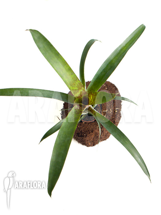 Vriesea pardalina &lsquo;Lacy&rsquo;